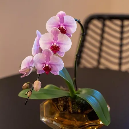 招待所 Casa Almika Principe Amedeo