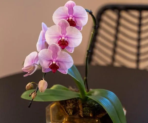 ゲストハウス Casa Almika Principe Amedeo